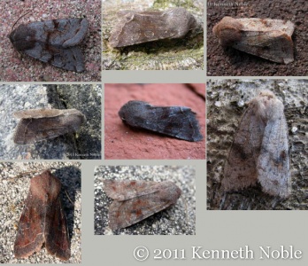 Clouded drab variability (Orthosia incerta) Kenneth Noble